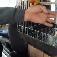 گرینچیک گمشده با مژدگانی