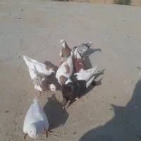 فروشی