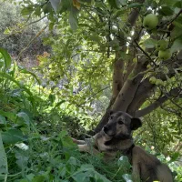 سگ گم شده|حیوانات|میاندوآب, |دیوار