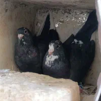 جفتی خوشگل|پرنده|رفسنجان, |دیوار
