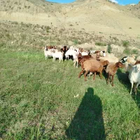 بز‌ دامازدیخ|حیوانات مزرعه|اردبیل, |دیوار