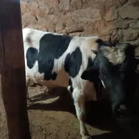 پارین نر گوشتی|حیوانات مزرعه|سارال, |دیوار