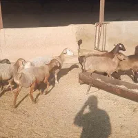 فروش بره چینی نر و ماده بصورت تکی