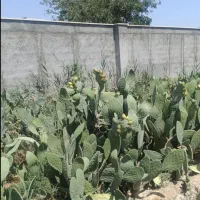 کاکتوس میوه زرد