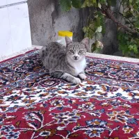 گر به قشنگ