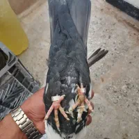 کبوتر ماده دمی|پرنده|شیروان (لرستان), |دیوار