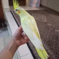 مولد عروس