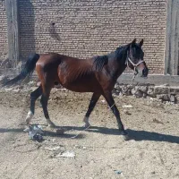 اسب|اسب و تجهیزات اسب‌سواری|بهبهان, |دیوار