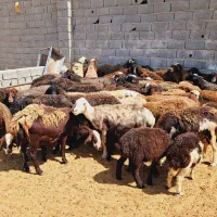 ۵۰ راس میش بره دار و آبستن جوان|حیوانات مزرعه|تهران, آبشار|دیوار