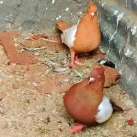 سینه سرخ و سینه زرد نر وماده کاکلی...