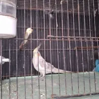 طوطی عروس نر|پرنده|خوشرودپی, |دیوار