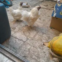 مرغ خروس پا پر