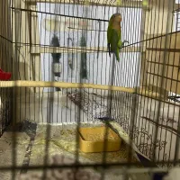 کوتله برزیلی|پرنده|برازجان, |دیوار