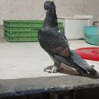 کبوتر بلژیکی جفت وجوجه|پرنده|کهریزک, |دیوار