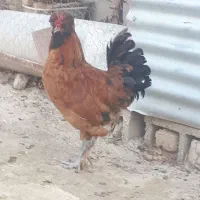 زینتی|حیوانات مزرعه|گرمخان, |دیوار