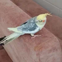 عروس هلندی نر رام|پرنده|سرپل ذهاب, |دیوار