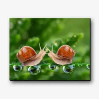 فروش حلزون کوچک|خزنده|کرمان, |دیوار