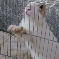 خرگوش
