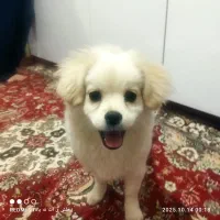 شیتزو پامر|سگ|تبریز, |دیوار