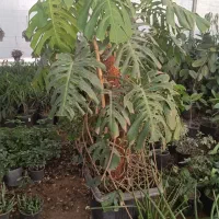 همکاری با نصفه کار گیاهان آپارتمانی در گلخانه|استخدام صنعتی، فنی، مهندسی|تهران, میدان میوه و تره‌بار مرکزی|دیوار