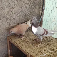 کفتر کبوتر جوجه|پرنده|هشتگرد, قاسم آباد بزرگ|دیوار