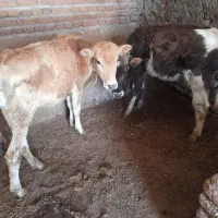 گوساله ماده