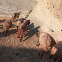 ۱۰ راس گوسفند شیره دار و ۲ راس خرت شیره دار|حیوانات مزرعه|مریوان, |دیوار