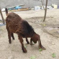 کهره نرنژادباکستانی