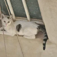 واگذاری ۴ گربه dsh (توضیحات خوانده شود)|گربه|قم, وادی السلام|دیوار