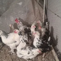 ۱۱ مرغ یه خروس|حیوانات مزرعه|اصفهان, شهرک کاوه|دیوار