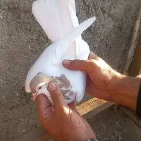 ماده زاتدار