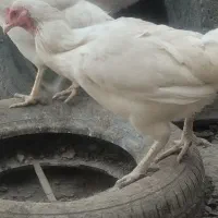 دوچرخه ۲۴|دوچرخه، اسکیت، اسکوتر|سراوان, |دیوار