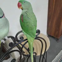 شاه طوطی ماده رام و دستی