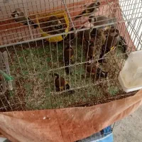 فروش سره صحرایی|پرنده|ملایر, |دیوار