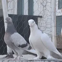 کفتر|پرنده|لواسان, |دیوار