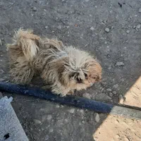 فروش سگ دوبرمن و شیتزو|سگ|کرمانشاه, |دیوار