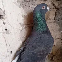 کفتر صید مفت