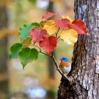پیدا شده ، عروس کوتوله ، عروس برزیلی
