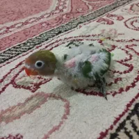 کوتوله سرلاکی|پرنده|مشهد, هدایت|دیوار