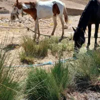 اسب.مادیون و کره اسب|اسب و تجهیزات اسبسواری|خرمآباد, |دیوار