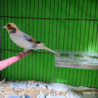 قناری جوان|پرنده|اردبیل, |دیوار