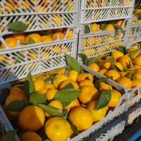 نارنگی پرتقال شمال ب صورت شراکت یا حق العمل کاری