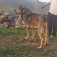 واگذاری سگ پژدر