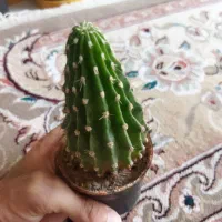 گل طبیعی