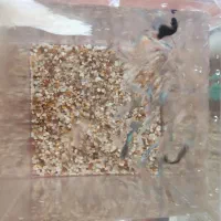 ماهی آکواریوم گوپی|ماهی|اهر, |دیوار