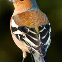 سهره جنگلی و سهره سبز  گلبسر  قناری