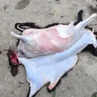 ذبح اسلامی گوسفند درمحل