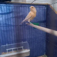 ماده قناری اماده۱۵۰۰|پرنده|کرمان, |دیوار