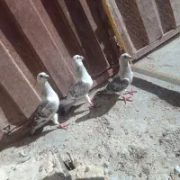 کبوتر شامی