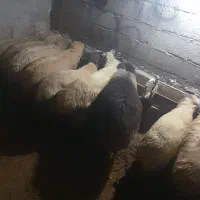 دوعددگوسفند شکم دار بره نر ام دارم